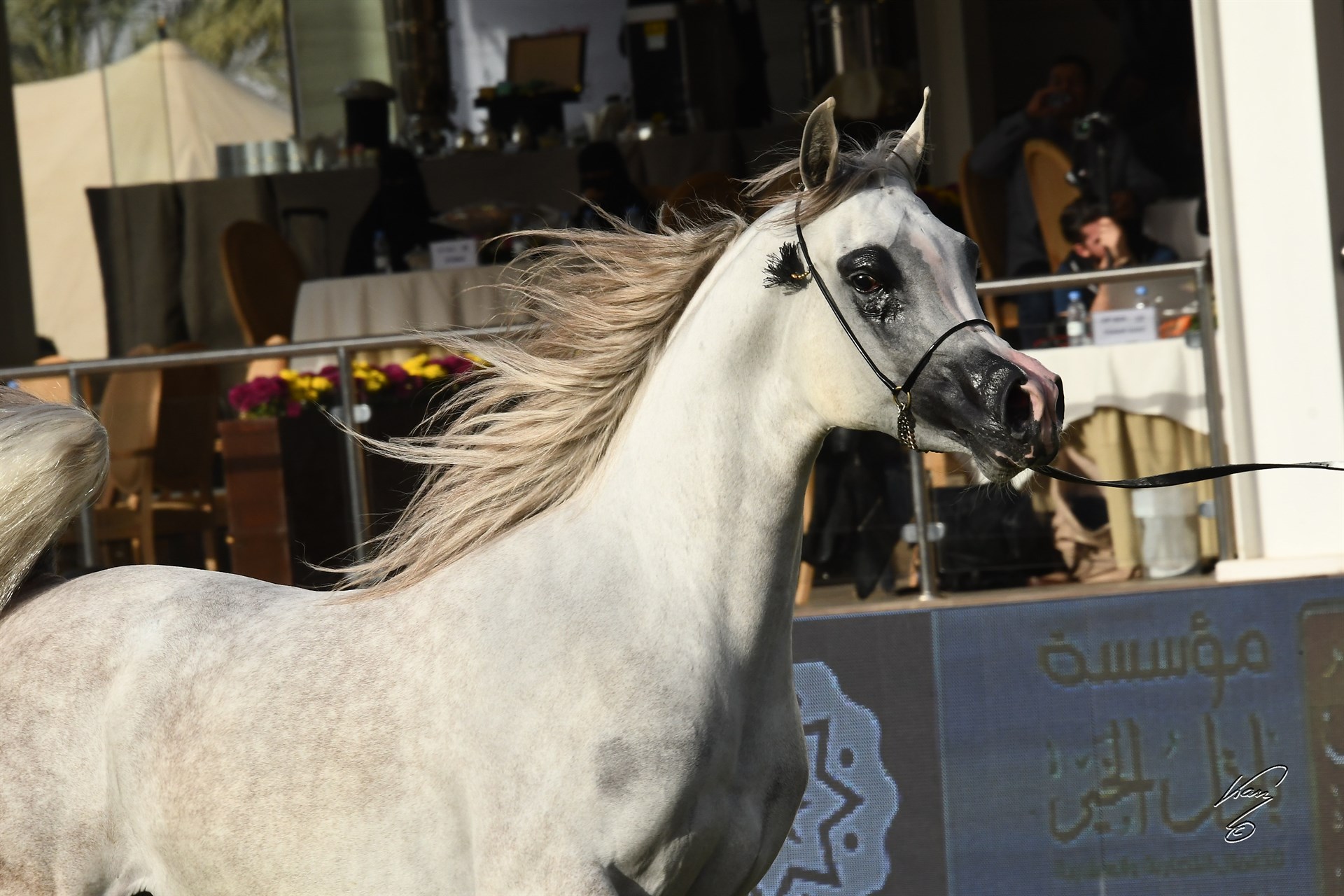 ABHA AL HAMAD