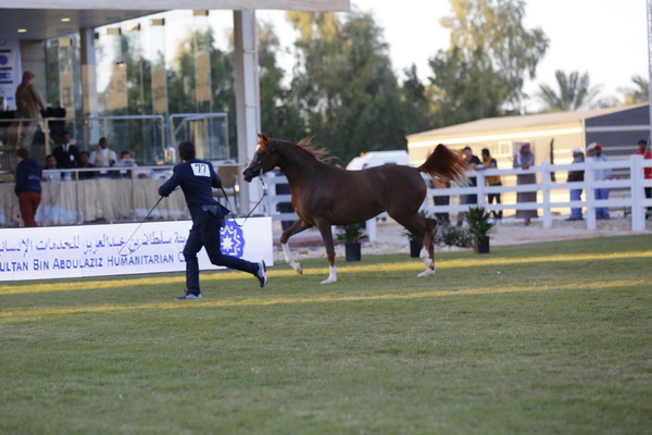 MAZOON AL ARAB