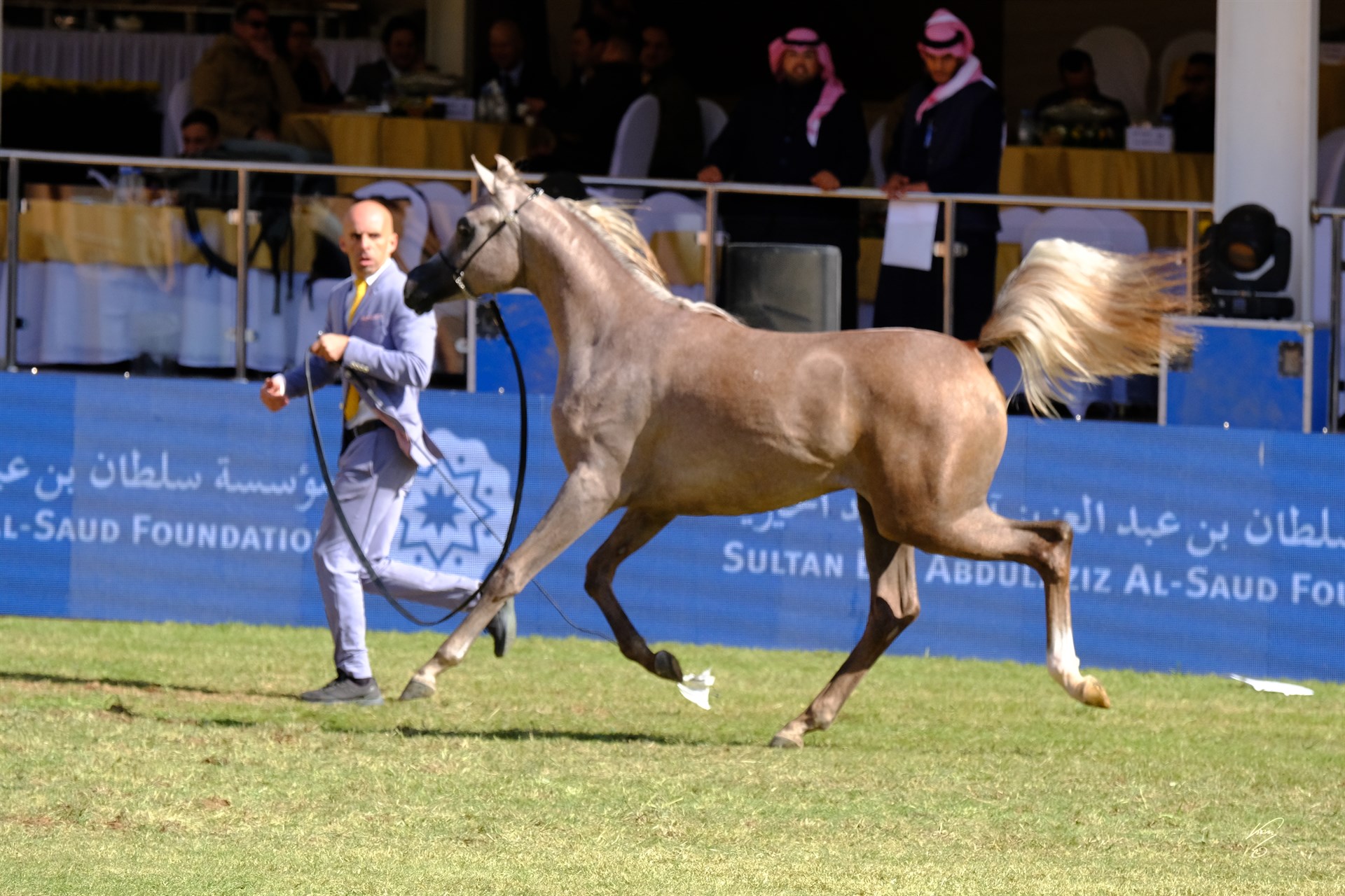 دانة السيد