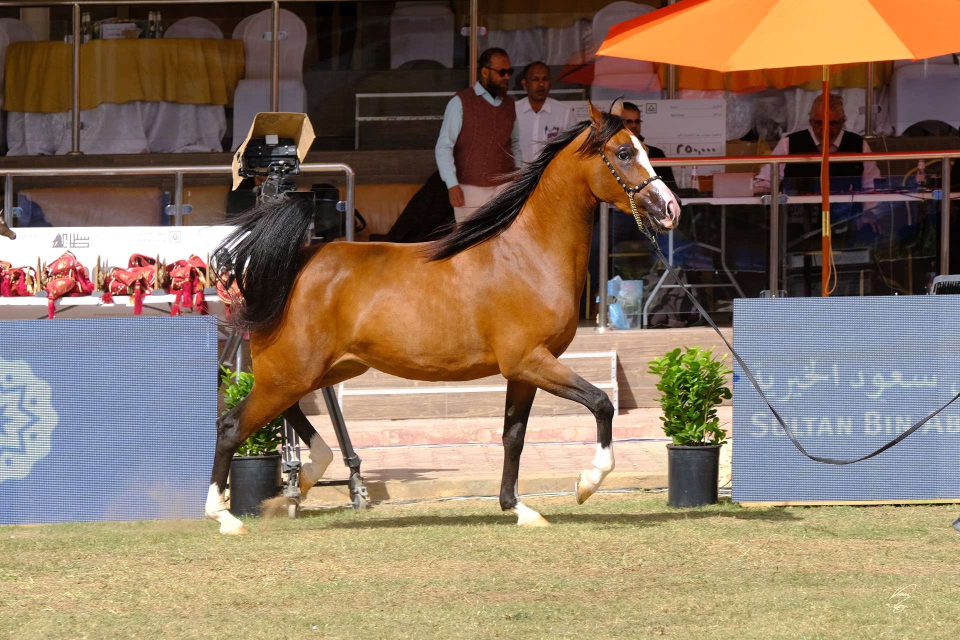 دهماء عذبة