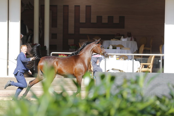 ميار الرابعة