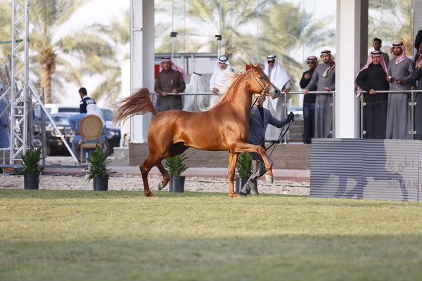 منجد الجنادرية