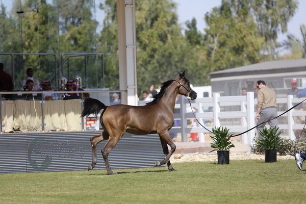 نوارة العرب